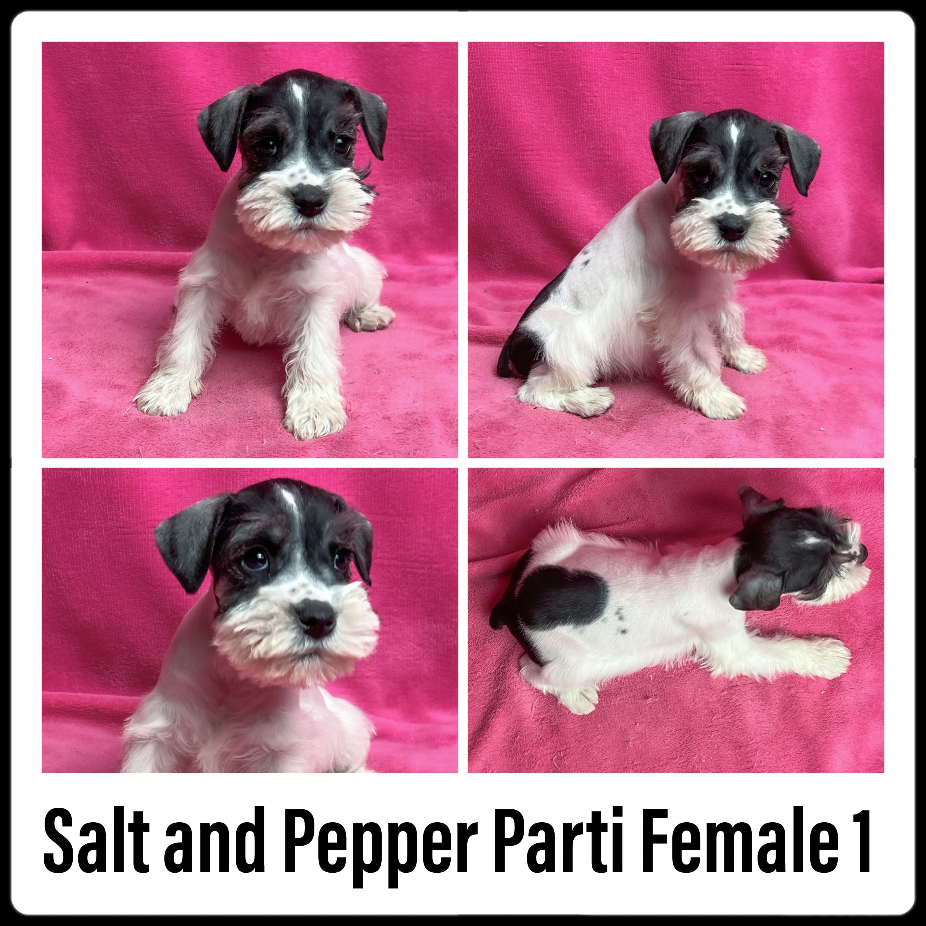 Salt & Pepper Parti Female Miniature Schnauzer
